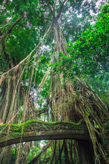Jungle forest Ubud Bali Indonesia 