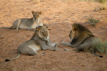 Lions in the Kgalagadi, South Africa