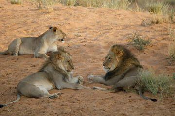 Lions in the Kgalagadi, South Africa