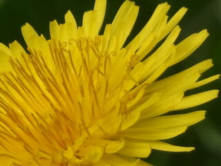 Dandelion Yellow 