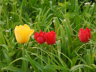 Tulips Yellow and Red