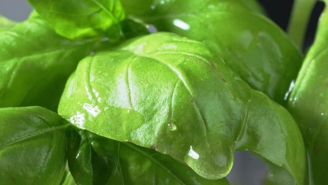 fresh basil leaves with water drops, slow motion