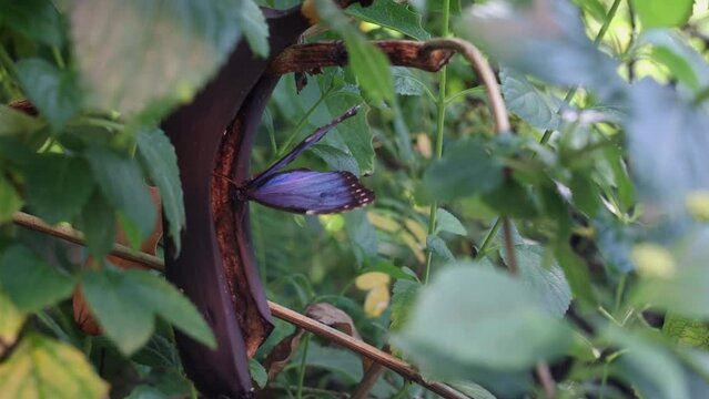 Blue Morpho Butterfly Showing Upside of Wings Amongst Green Leaves