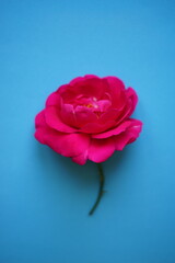 Pink rose flower on the blue table