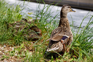 Mama duck & ducklings in the grass