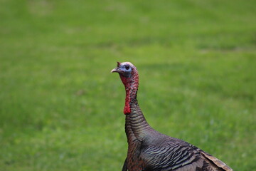 Turkey grazing