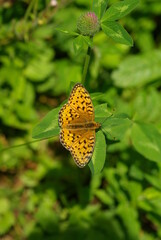 butterfly on flower