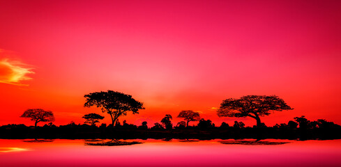 Safari.Amazing sunset and sunrise, tree silhouettes against sun setting, dark trees on open field, dramatic sunrise safari themes.