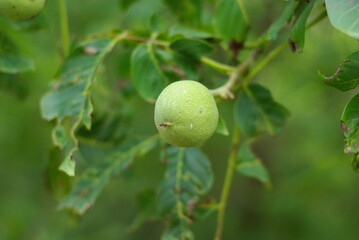 green walnut on tree