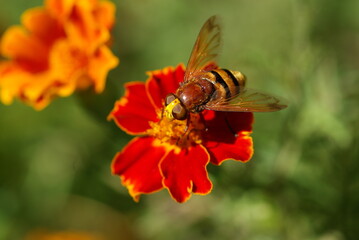 bee on a flower