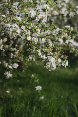 Closeup of a fruit tree with white blossom and green grass in spring. Beautiful nature background with copy space. Freshness, art, inspiration, beauty concept.