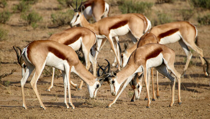 Springbok rams rutting in the Kgalagadi, South Africa