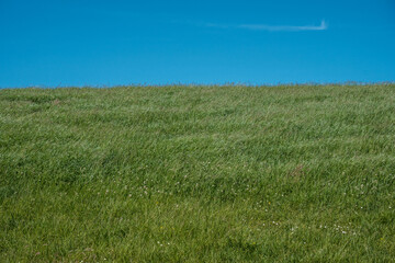 Fototapeta na wymiar Marschwiesen am Deich mit Schafen, Kühen und Windrädern