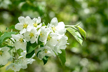 Blooming branches of an apple tree close-up. A spring tree blooms with pink and white petals in an orchard