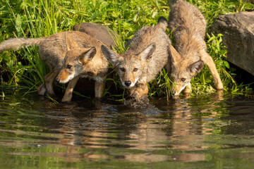 coyote pups by water