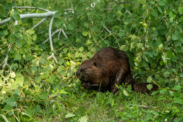 Beaver in Aspen tree leaves