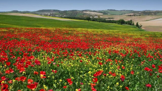 Tuscan landscape in the countryside near Siena with a sea of ​​red poppies swaying in the wind. Italy.