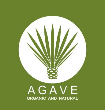 Blue agave logo.  Isolated agave on white background