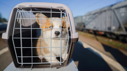 Dog corgi inside a travel carrier box for animals