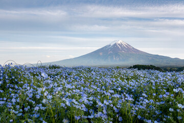 富士山とネモフィラの群生（河口湖　山梨）mount Fuji and Nemophila fields