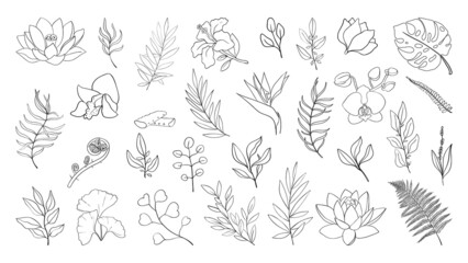 Forest herbs and leaves and tropical flowers big set. Linear simple icons of plant botanical patterns