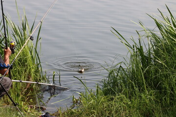 fisherman with catching a fish