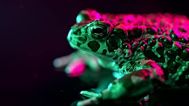 Amazing frog blinks eyes, stirs nostrils, macro footage. Beautiful ground toad close-up night shot under green and pink neon color light. Natterjack breathing and looking at camera. Dark background.