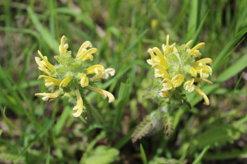 Two wood betony flower heads at Somme Prairie Nature Preserve in Northbrook, Illinois