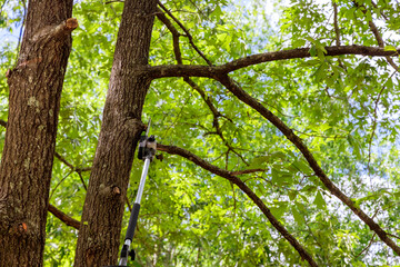 Lumberjack worker with chainsaw cutting the branches tree in the forest