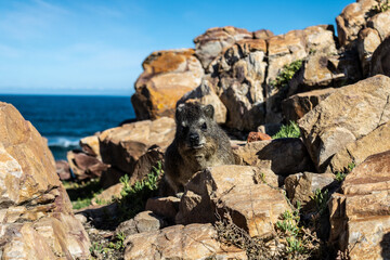 HOLIDAY IN South Africa