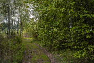Fototapeta na wymiar path in the spring forest