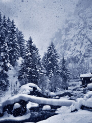 winter in the forest