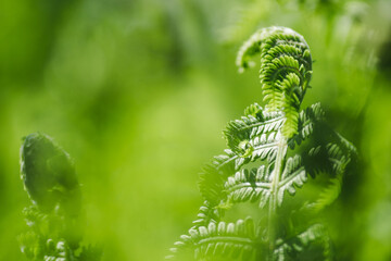 Abstact natural background. Fern leaf isolated natural blurred ferns pattern. Green background made with young fern leaves. Beautiful ferns leaves green foliage. Natural floral fern.