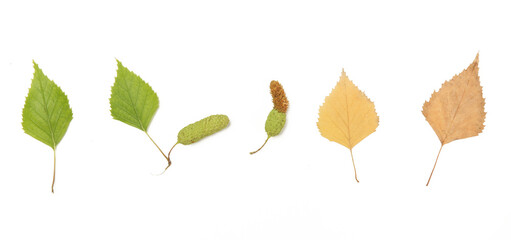 Birch leaves transition from green to autumn yellow. 
