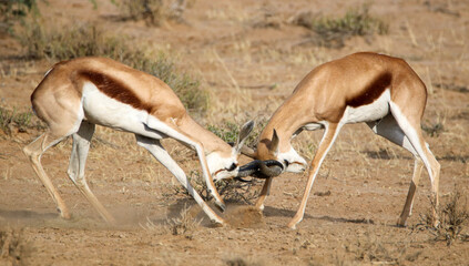 Springbok rams rutting in the Kgalagadi, South Africa