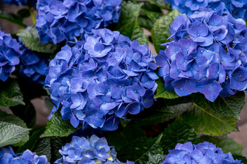 Violet blue colored hydrangea or hortensia flowers