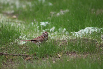 Sparrow waiting to grab a peanut