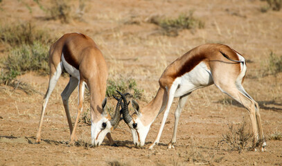 springbok in the Kgalagadi, South Africa