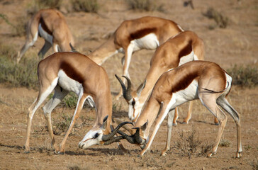 Springbok rams rutting in the Kgalagadi, South Africa