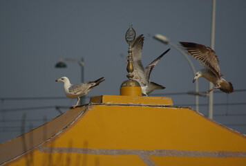 seagull in flight
