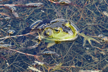 frog in the pond