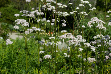 Bl&uuml;hender Baldrian (Valeriana officinalis)