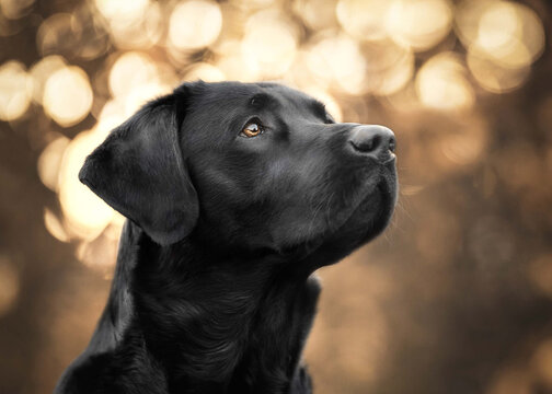 Hund im Licht