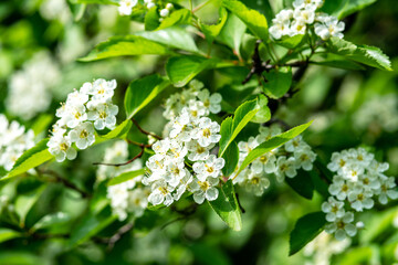 Branches of the flowering crataegus rivularis close-up. White riverine hawthorn flowers with green foliage on a bokeh background