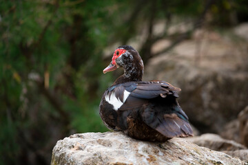 red billed hornbill