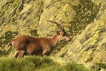 Macho montes en primavera en gredos