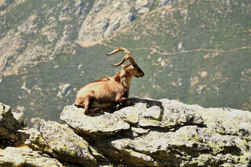 Macho montes en primavera en gredos
