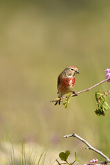 pardillo en primavera en rama con flores