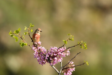 pardillo en primavera en rama con flores