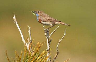 pechiazul en gredos